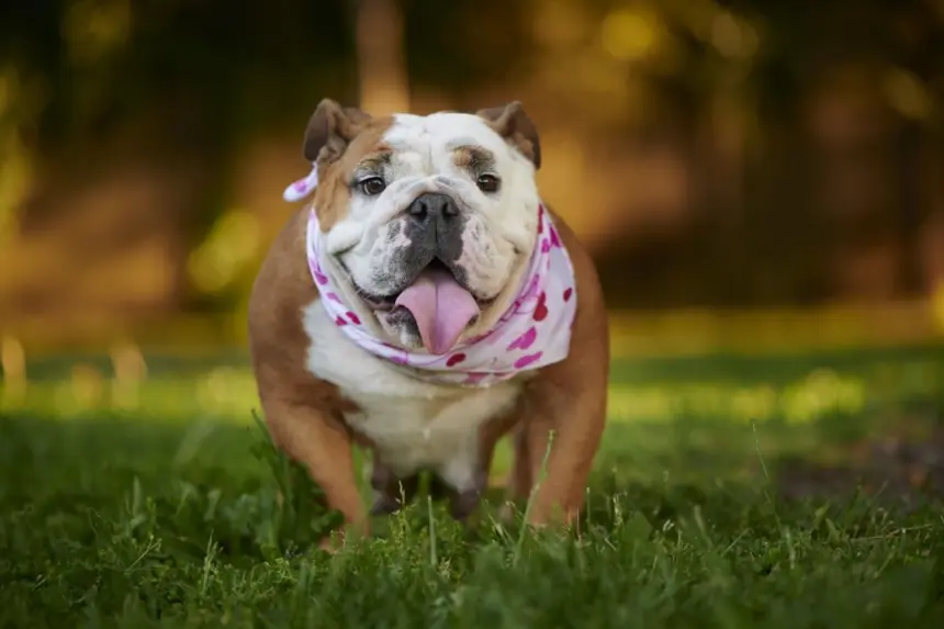 7 raças de cachorro originárias do Reino Unido 7 raças de cachorro originárias do Reino Unido