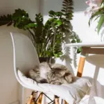 10 nomes perfeitos para gatos dorminhocos