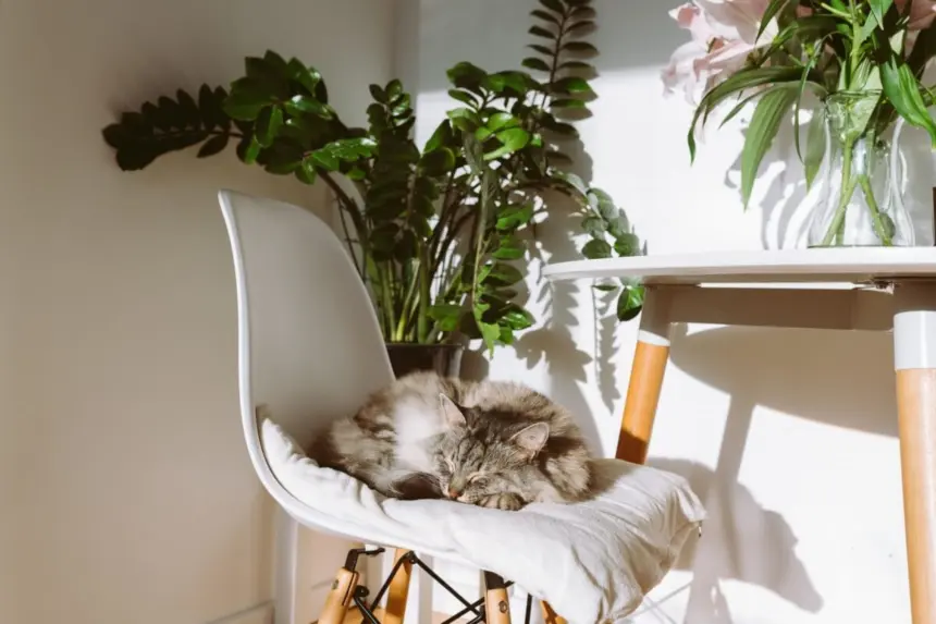 10 nomes perfeitos para gatos dorminhocos 10 nomes perfeitos para gatos dorminhocos