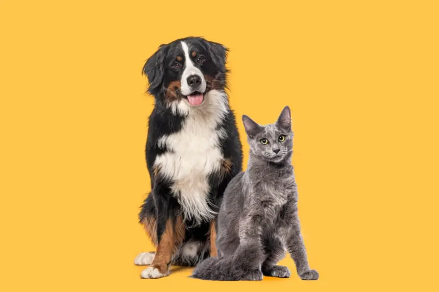 7 dicas para evitar o mau hálito em cães e gatos 7 dicas para evitar o mau hálito em cães e gatos