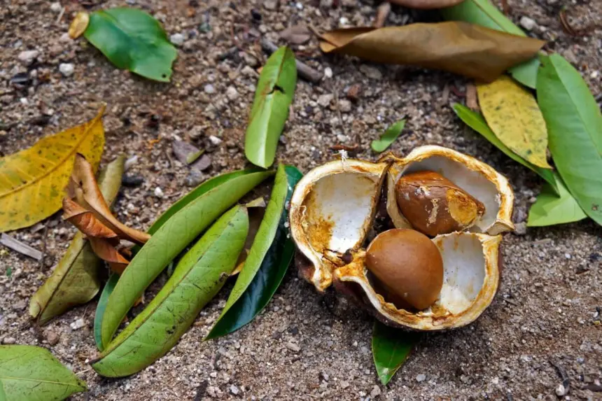 5 benefícios da planta andiroba para a saúde 5 benefícios da planta andiroba para a saúde