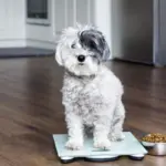 Veja como os hábitos dos tutores podem influenciar a obesidade dos pets