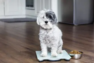 Veja como os hábitos dos tutores podem influenciar a obesidade dos pets