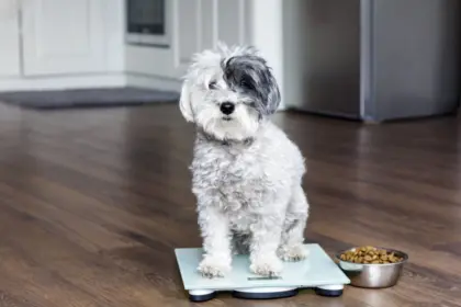 Veja como os hábitos dos tutores podem influenciar a obesidade dos pets