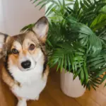 11 plantas tóxicas para manter fora do alcance de cães e gatos