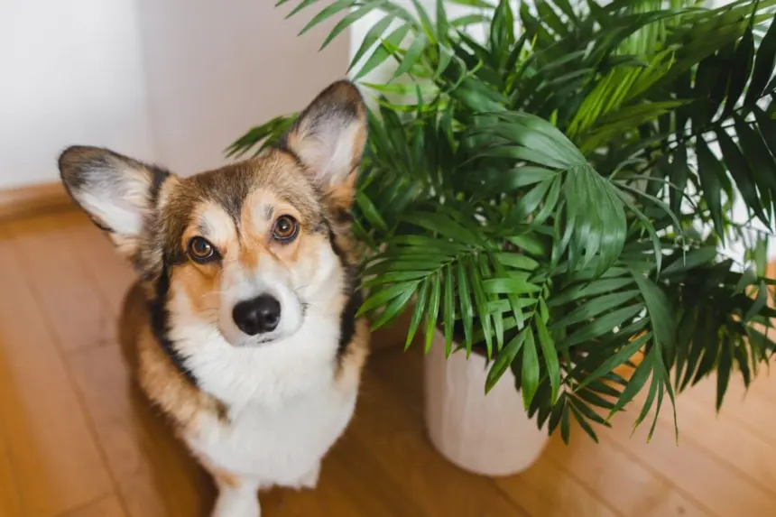 11 plantas tóxicas para manter fora do alcance de cães e gatos 11 plantas tóxicas para manter fora do alcance de cães e gatos