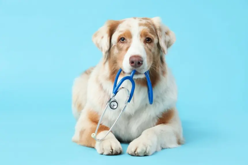 5 mitos sobre os tratamentos de câncer em animais de estimação 5 mitos sobre os tratamentos de câncer em animais de estimação