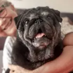 3 benefícios da suplementação para animais idosos
