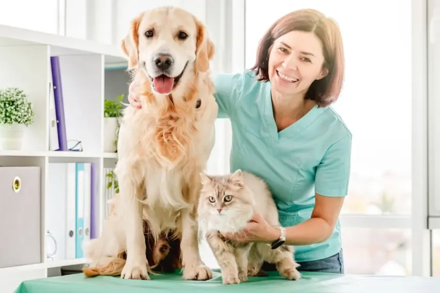 6 doenças crônicas comuns em cachorros e gatos 6 doenças crônicas comuns em cachorros e gatos