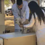 Goianésia realiza 2ª Campanha Pública de Castração de Cães e Gatos Machos