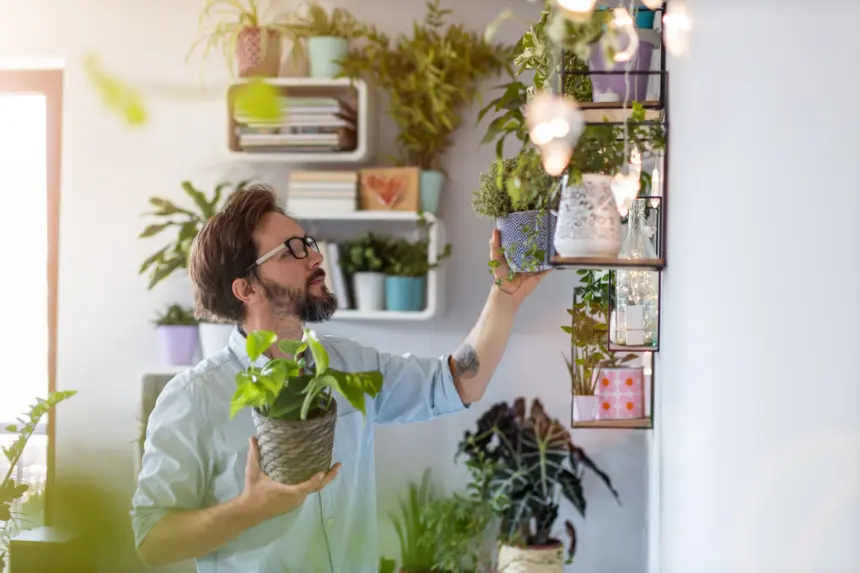 7 plantas ideais para decorar a casa e atrair boas energias 7 plantas ideais para decorar a casa e atrair boas energias