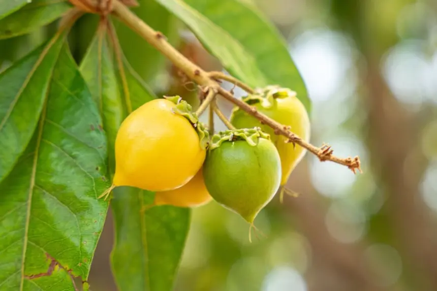 5 benefícios da fruta murici para a saúde e como incluí-la na dieta 5 benefícios da fruta murici para a saúde e como incluí-la na dieta