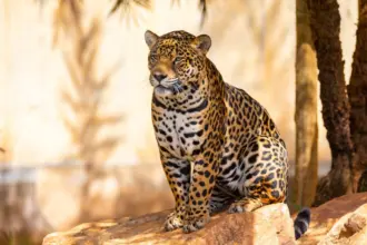 7 curiosidades interessantes sobre a onça-pintada