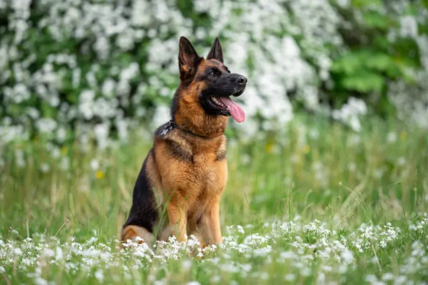 8 raças de cachorro originárias da Alemanha 8 raças de cachorro originárias da Alemanha
