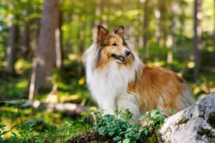 4 características do cachorro da raça pastor de Shetland 
