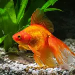 5 curiosidades sobre os peixes ornamentais