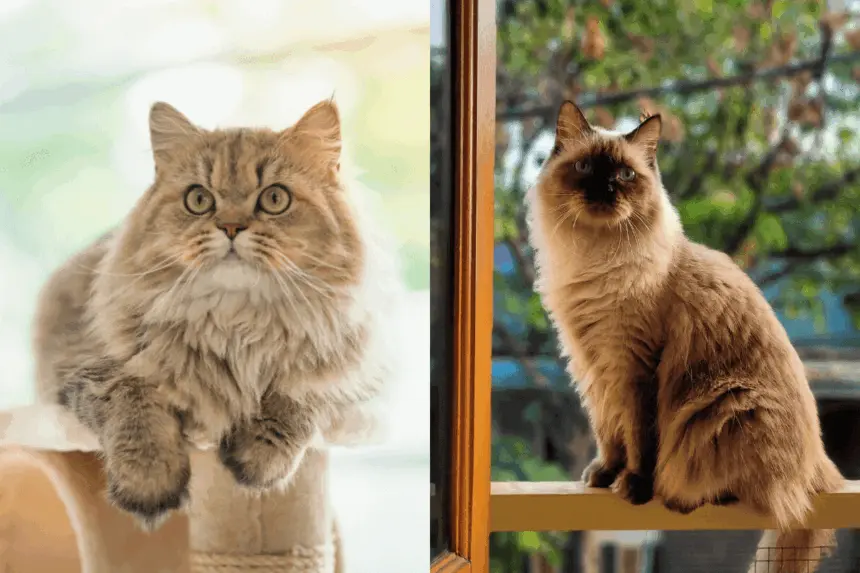 7 diferenças entre os gatos das raças persa e himalaio 7 diferenças entre os gatos das raças persa e himalaio