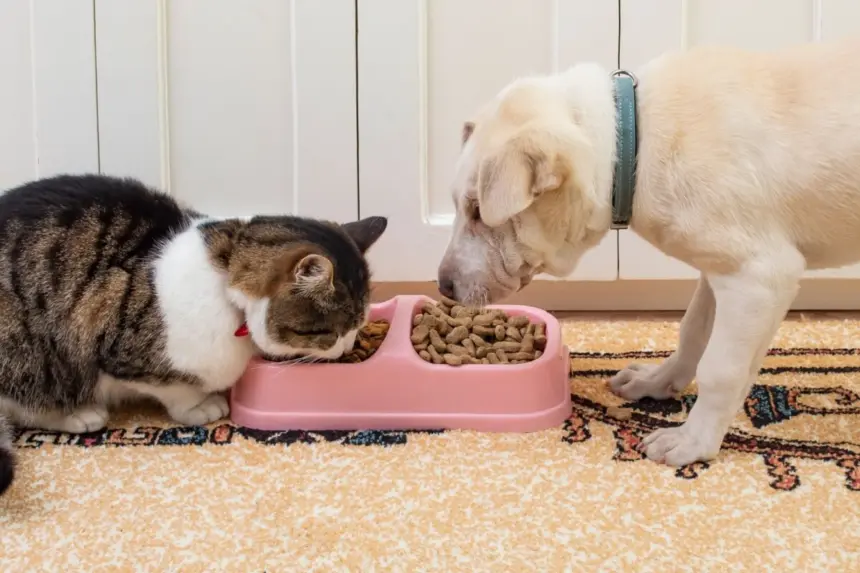 Entenda como o ambiente pode favorecer a obesidade nos animais Entenda como o ambiente pode favorecer a obesidade nos animais