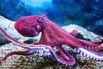 7 curiosidades impressionantes sobre os polvos 