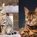6 diferenças entre os gatos das raças savannah e bengal 