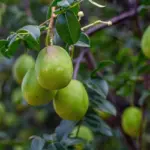 5 benefícios do umbu para a saúde