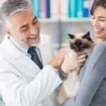 Veja como a castração ajuda a prevenir o câncer de mama em gatas