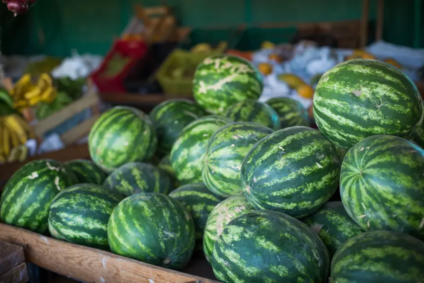 Goiás lidera produção nacional de melancia – Portal Goiás Goiás lidera produção nacional de melancia – Portal Goiás