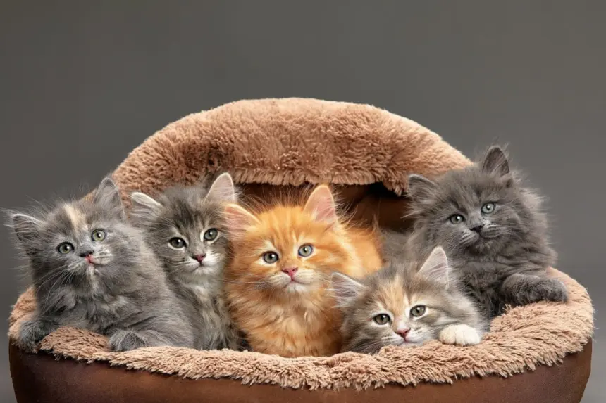 7 curiosidades sobre as cores dos gatos 7 curiosidades sobre as cores dos gatos