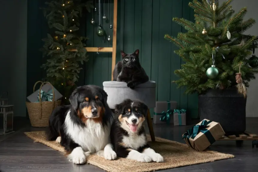 Natal com pets: 7 formas de decorar a casa sem riscos para os animais Natal com pets: 7 formas de decorar a casa sem riscos para os animais