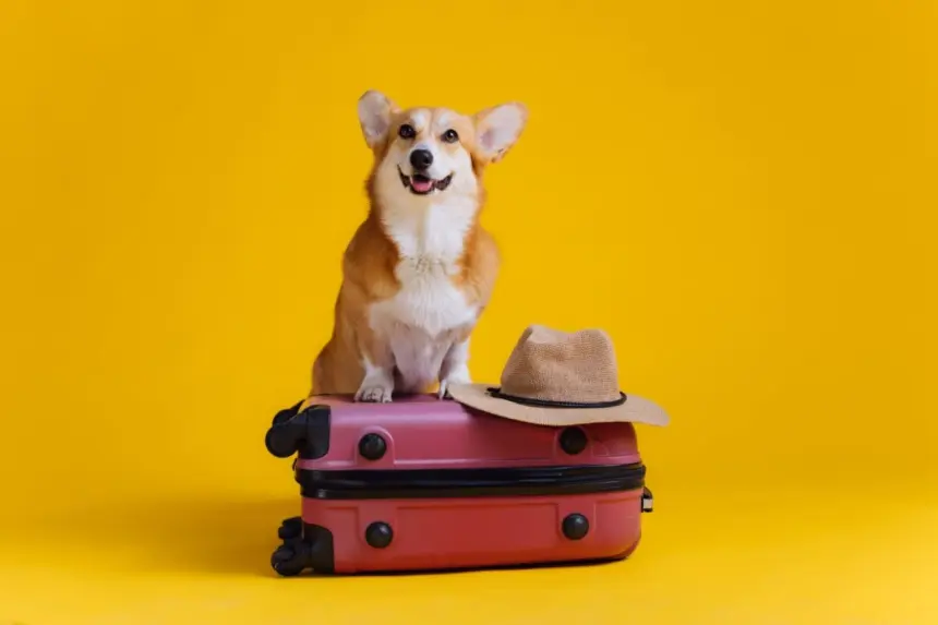 12 dicas para viajar com o pet com conforto e segurança 12 dicas para viajar com o pet com conforto e segurança