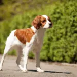 4 características do cachorro da raça spaniel bretão 