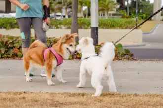 Seu cachorro é tímido? Veja 7 dicas para torná-lo mais sociável 