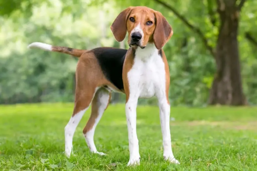 4 características do cachorro da raça foxhound americano 4 características do cachorro da raça foxhound americano