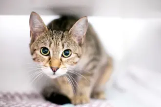 Seu gato é tímido? 10 nomes perfeitos para combinar com ele  