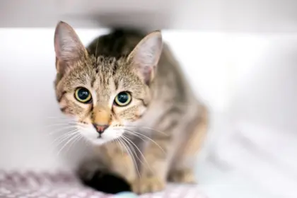 Seu gato é tímido? 10 nomes perfeitos para combinar com ele  
