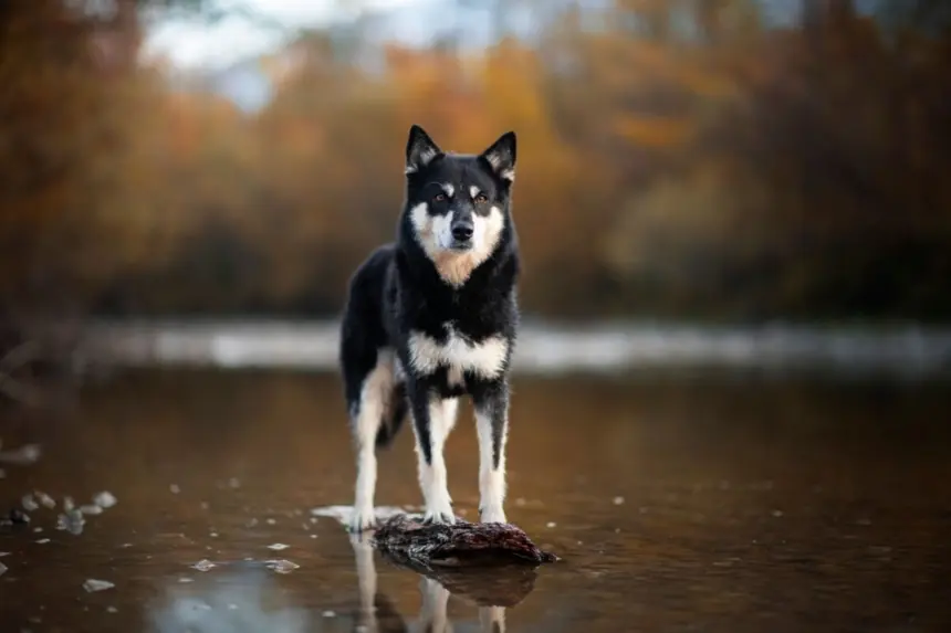 4 características do cachorro da raça pastor finlandês da lapônia 4 características do cachorro da raça pastor finlandês da lapônia