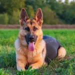 Cão de guarda: 10 melhores nomes para cachorros protetores