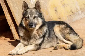 Pastor da Mantiqueira: conheça raça de cachorro que se destaca pela inteligência