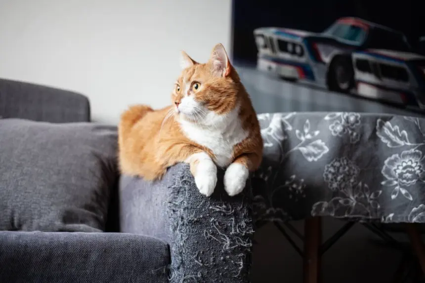 Seu gato arranha os móveis? Veja 7 explicações para esse comportamento Seu gato arranha os móveis? Veja 7 explicações para esse comportamento
