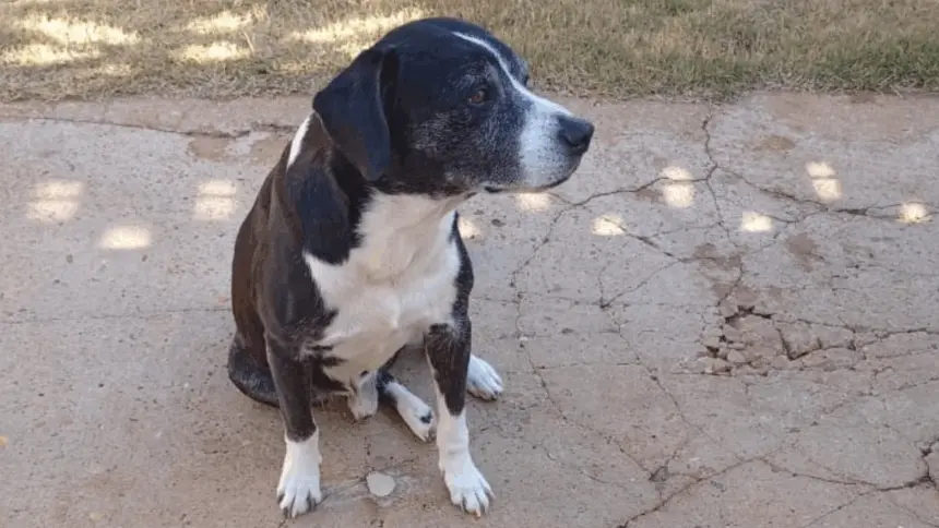 Utilidade Pública: Procura-se por cachorro que desapareceu na região central de Goianésia Utilidade Pública: Procura-se por cachorro que desapareceu na região central de Goianésia
