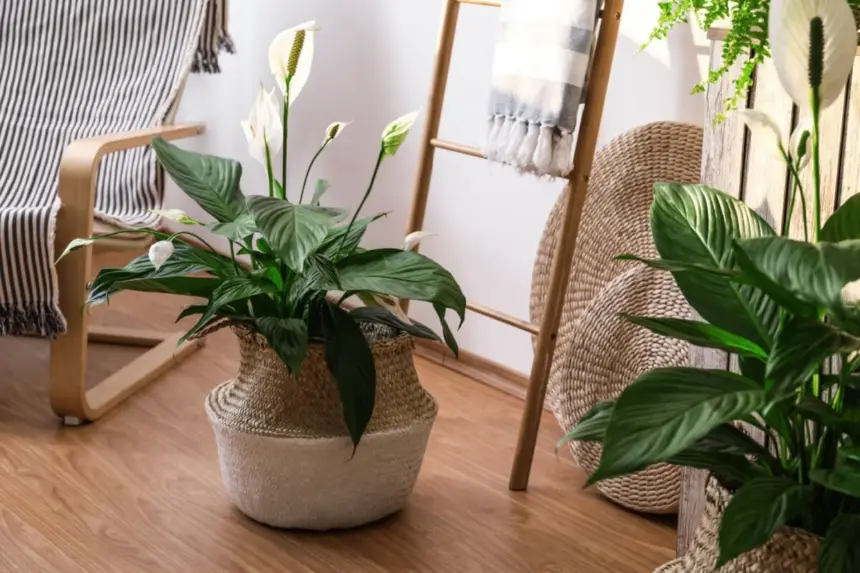 Afaste a inveja e o mau-olhado: 3 plantas e cristais para ter em casa Afaste a inveja e o mau-olhado: 3 plantas e cristais para ter em casa