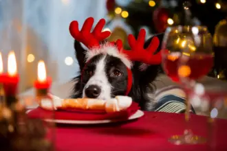Tóxico para cachorro: 12 comidas de Natal e Ano-Novo perigosas