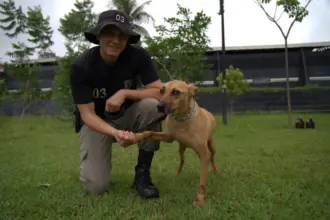 Adote! PM promove projeto pioneiro de adestramento e adoção de cães de rua – Portal Goiás