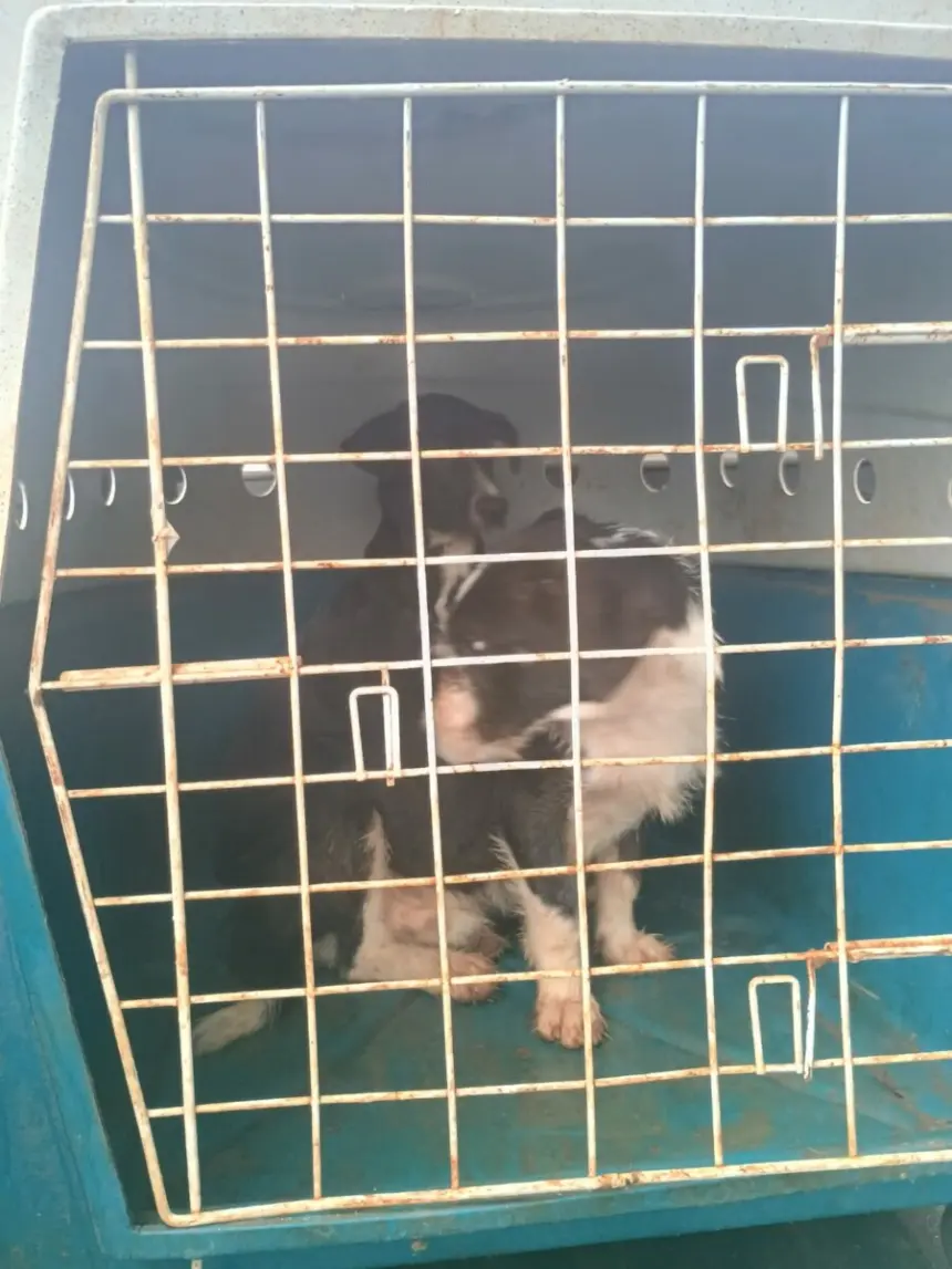 Polícia Civil resgata dois cães vítimas de maus-tratos em Morrinhos – Policia Civil do Estado de Goiás