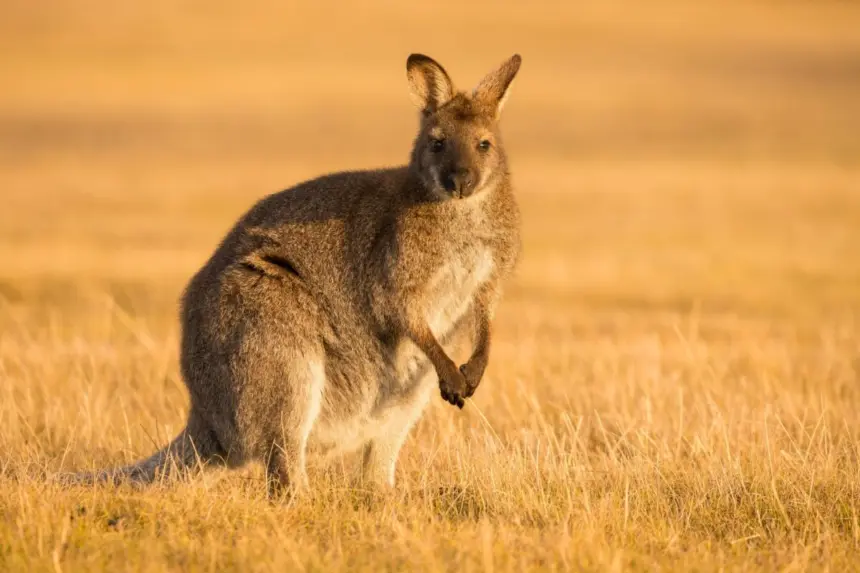 Cangurus: 7 curiosidades interessantes sobre esses animais