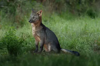 Cachorro-do-mato: conheça esse animal silvestre da América do Sul