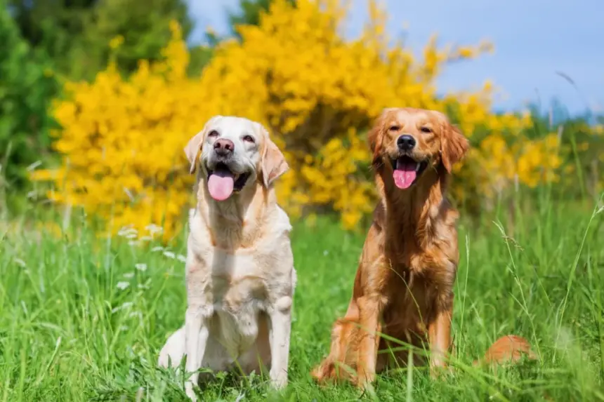 Cachorros de grande porte: 7 curiosidades que você precisa conhecer Cachorros de grande porte: 7 curiosidades que você precisa conhecer