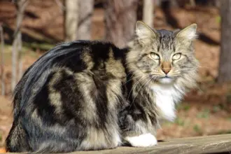 Gatos estadunidenses: 7 raças originárias dos Estados Unidos