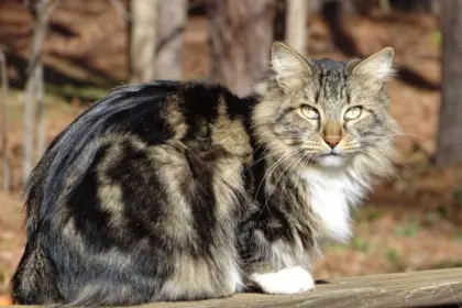 Gatos estadunidenses: 7 raças originárias dos Estados Unidos