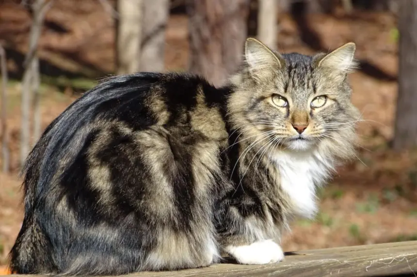 Gatos estadunidenses: 7 raças originárias dos Estados Unidos Gatos estadunidenses: 7 raças originárias dos Estados Unidos